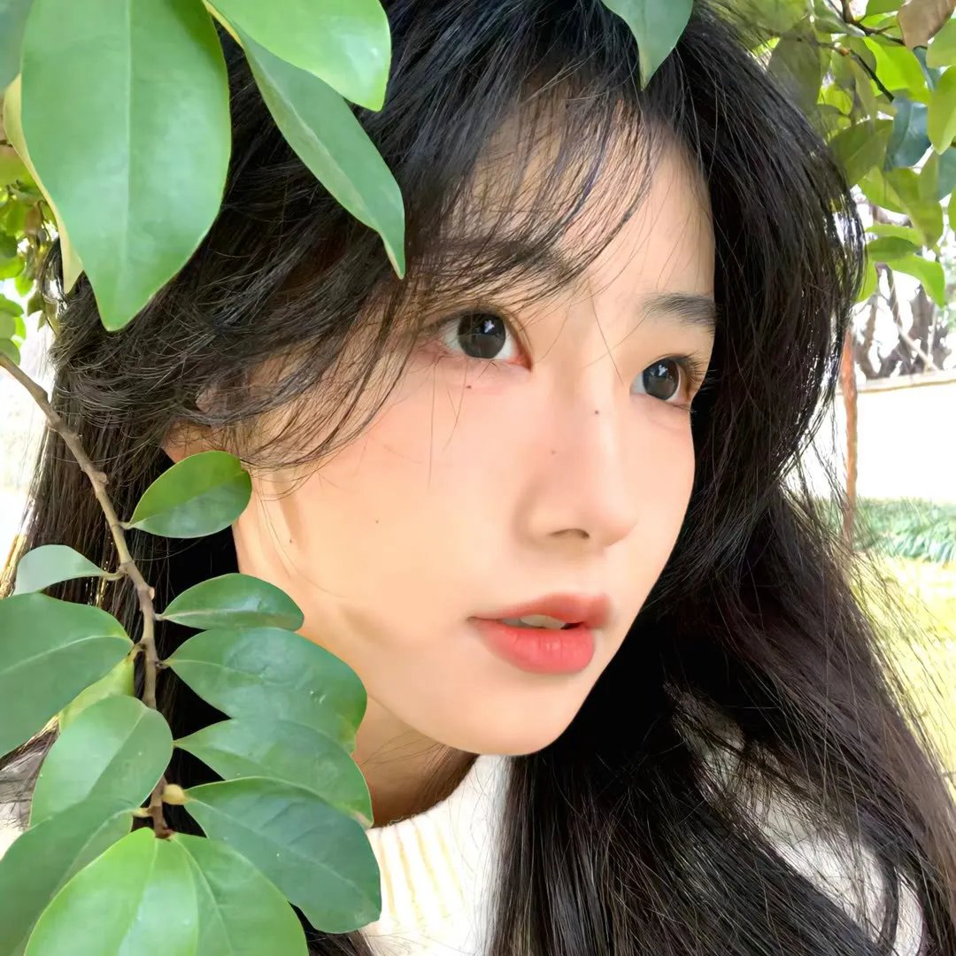盛开的樱花林下